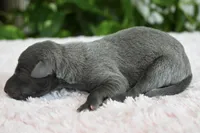 Bella, a female Italian Greyhound for sale in Kingston, OK – 2 of 5