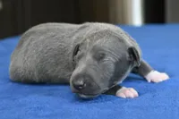 Quartz, a male Italian Greyhound for sale in Kingston, OK – 3 of 5