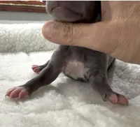 Misa, a female Italian Greyhound for sale in Kingston, OK – 4 of 5