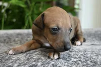 Stormy, a female Italian Greyhound for sale in Kingston, OK – 7 of 10