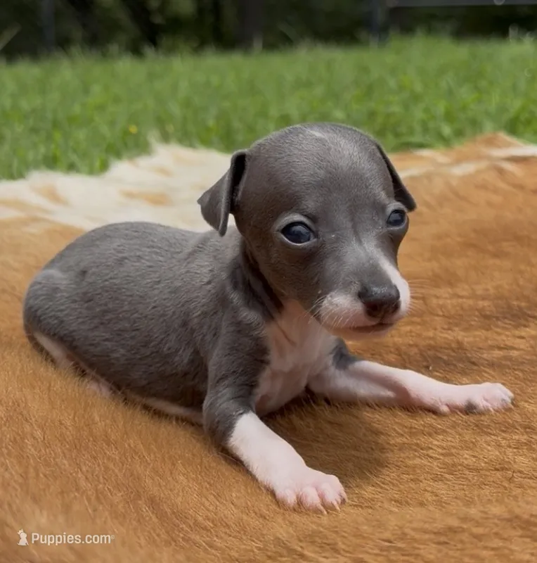 Tracer – Italian Greyhound puppy for sale in Kingston, OK