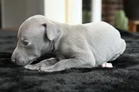 Maynard, a male Italian Greyhound for sale in Kingston, OK – 8 of 10
