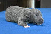 Quartz, a male Italian Greyhound for sale in Kingston, OK – 5 of 5