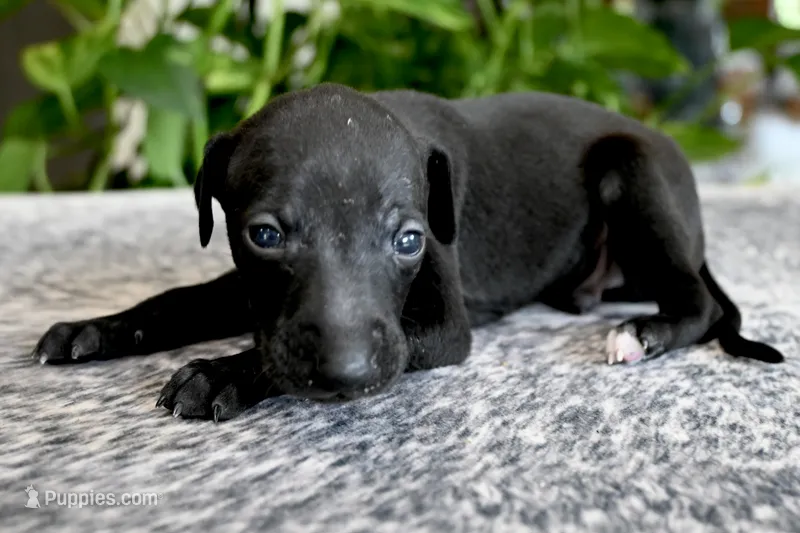 Skylar – Italian Greyhound puppy for sale in Kingston, OK