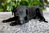 Skylar, a male Italian Greyhound for sale in Kingston, OK – 4 of 10