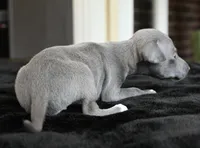 Maynard, a male Italian Greyhound for sale in Kingston, OK – 9 of 10