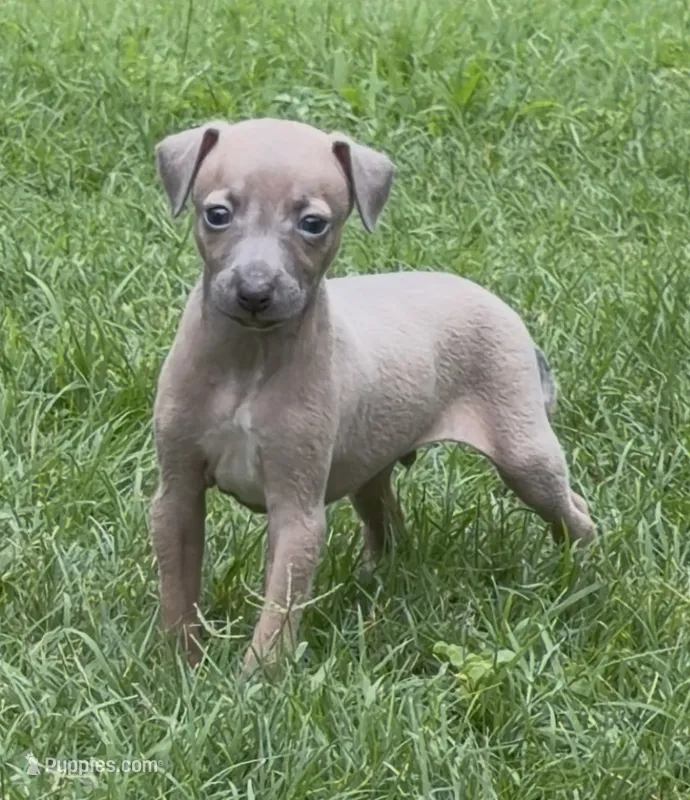 Jersey – Italian Greyhound puppy for sale in Kingston, OK