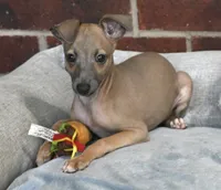 June, a female Italian Greyhound for sale in Kingston, OK – 3 of 10