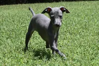 Quill, a male Italian Greyhound for sale in Kingston, OK – 6 of 10