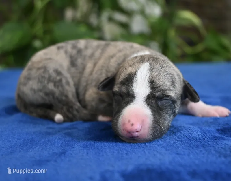Kenny – Whippet puppy for sale in Kingston, OK
