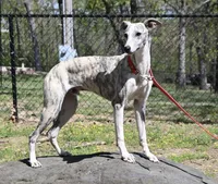 Pryce, a male Whippet for sale in Kingston, OK – Photo 3 of 5