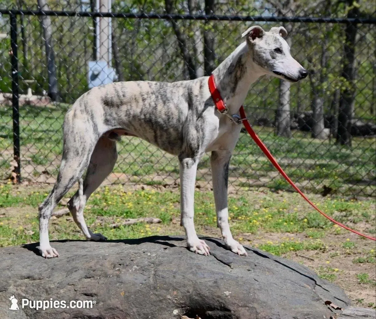 Pryce – Whippet puppy for sale in Kingston, OK