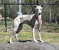 Pryce, a male Whippet for sale in Kingston, OK – Photo 2 of 5