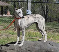 Pryce, a male Whippet for sale in Kingston, OK – Photo 4 of 5