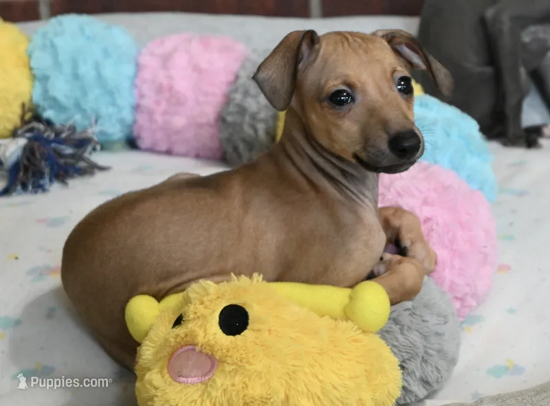 Stormy – Italian Greyhound puppy for sale in Kingston, OK