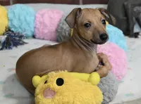Stormy, a female Italian Greyhound for sale in Kingston, OK – 1 of 10