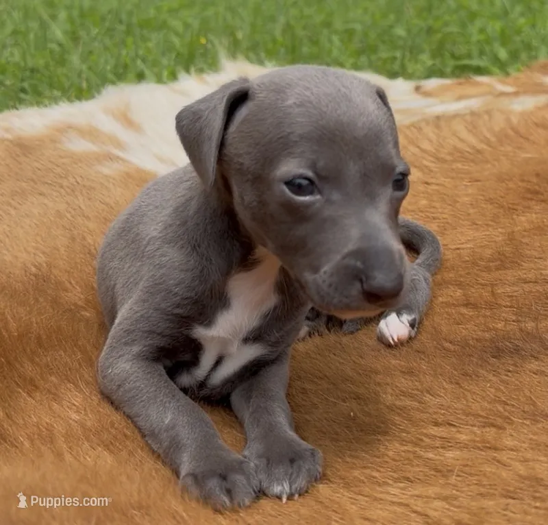 Taz – Italian Greyhound puppy for sale in Kingston, OK