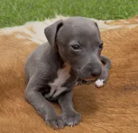 Taz, a male Italian Greyhound for sale in Kingston, OK – 1 of 10