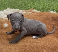Rae, a female Italian Greyhound for sale in Kingston, OK – 3 of 10