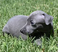 Maple, a female Italian Greyhound for sale in Kingston, OK – 5 of 10