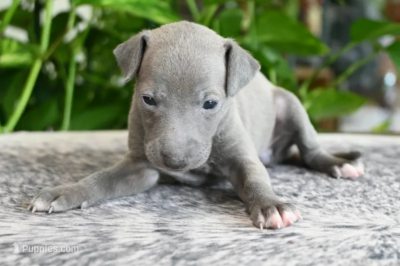 Hailie – Italian Greyhound puppy for sale in Kingston, OK