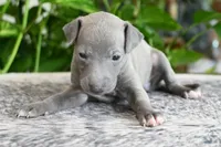 Hailie, a female Italian Greyhound for sale in Kingston, OK – 5 of 10