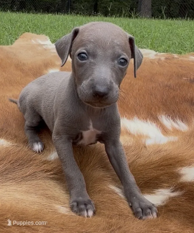 Blizzy – Italian Greyhound puppy for sale in Kingston, OK