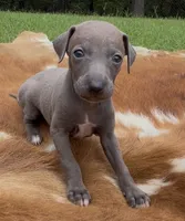 Blizzy, a male Italian Greyhound for sale in Kingston, OK – 1 of 10