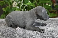 Rae, a female Italian Greyhound for sale in Kingston, OK – 7 of 10