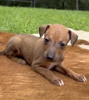 Stormy, a female Italian Greyhound for sale in Kingston, OK – 3 of 10
