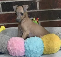 Jaxx, a male Italian Greyhound for sale in Kingston, OK – 3 of 10