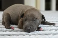 Blizzy, a male Italian Greyhound for sale in Kingston, OK – 1 of 5