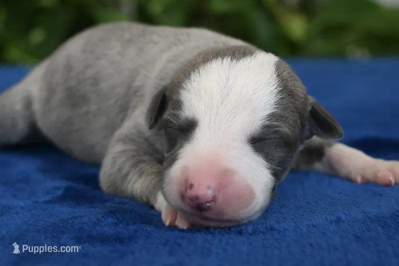 Skylar – Whippet puppy for sale in Kingston, OK