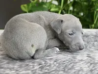 Hailie, a female Italian Greyhound for sale in Kingston, OK – 6 of 10