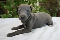 Brio, a male Italian Greyhound for sale in Kingston, OK – 6 of 10