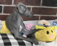 Maynard, a male Italian Greyhound for sale in Kingston, OK – 4 of 10