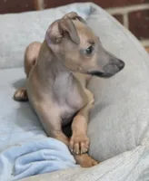 Jaxx, a male Italian Greyhound for sale in Kingston, OK – 5 of 10
