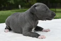 Quartz, a male Italian Greyhound for sale in Kingston, OK – 5 of 8