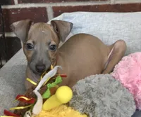 Jersey, a male Italian Greyhound for sale in Kingston, OK – 3 of 10