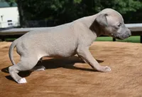 Jersey, a male Italian Greyhound for sale in Kingston, OK – 8 of 10