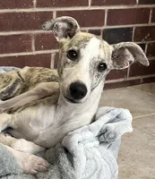 processed/1f76d7e7-a6c2-4118-be0f-c6fc303cdf02/listing/5b6c43fe-09cd-461d-b0ec-855ffc2265b6/0c021549-e4d5-4312-aeb4-714551ad36e7