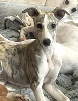 processed/1f76d7e7-a6c2-4118-be0f-c6fc303cdf02/listing/5b6c43fe-09cd-461d-b0ec-855ffc2265b6/4b4498ca-458d-4826-95cb-4e5955f0f337