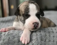 processed/1f76d7e7-a6c2-4118-be0f-c6fc303cdf02/listing/5b6c43fe-09cd-461d-b0ec-855ffc2265b6/7828a614-2907-4460-8746-7d054ceb2c7b