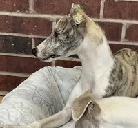 processed/1f76d7e7-a6c2-4118-be0f-c6fc303cdf02/listing/5b6c43fe-09cd-461d-b0ec-855ffc2265b6/c10246c0-f860-413b-bb02-e8d39f6bdeba