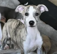 processed/1f76d7e7-a6c2-4118-be0f-c6fc303cdf02/listing/5b6c43fe-09cd-461d-b0ec-855ffc2265b6/ed6769e0-c1a3-4897-ad56-798fdbfcdf7c