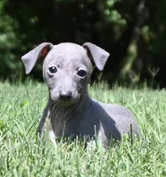 Hailie, a female Italian Greyhound for sale in Kingston, OK – 8 of 10