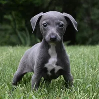 Taz, a male Italian Greyhound for sale in Kingston, OK – 5 of 9