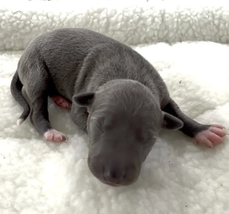 Maple – Italian Greyhound puppy for sale in Kingston, OK