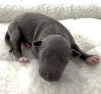 Maple, a female Italian Greyhound for sale in Kingston, OK – 1 of 5