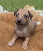 Driz, a female Italian Greyhound for sale in Kingston, OK – 2 of 10